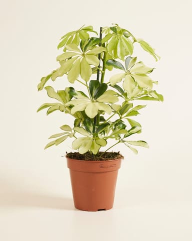 Schefflera Strahlenaralie Melanie