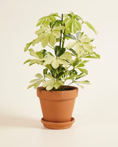 Schefflera Strahlenaralie Melanie