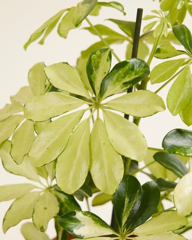 Schefflera Strahlenaralie Melanie