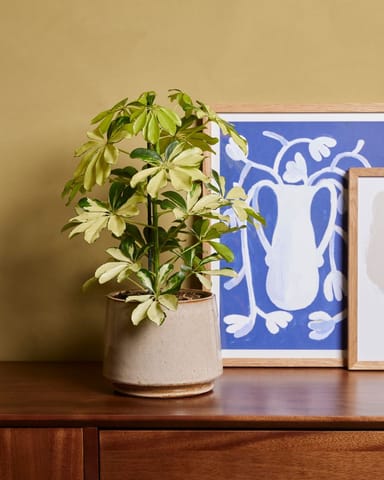 Schefflera Strahlenaralie Melanie