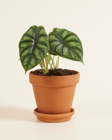 Alocasia Elefantenohr Dragon Scale