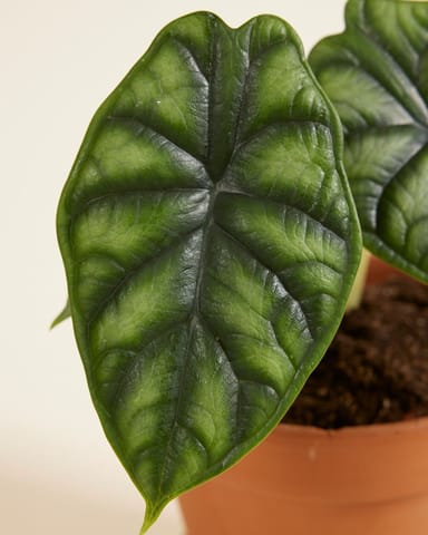 Alocasia Elefantenohr Dragon Scale