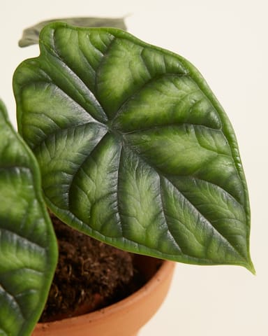 Alocasia Elefantenohr Dragon Scale