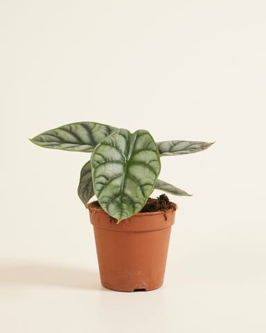 Alocasia Elefantenohr Silver Dragon