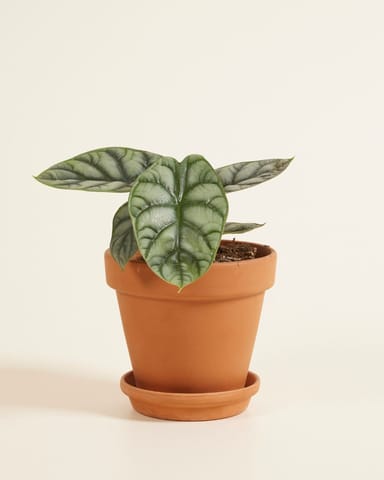 Alocasia Elefantenohr Silver Dragon