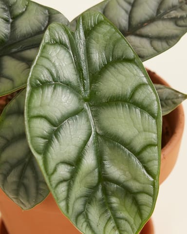 Alocasia Elefantenohr Silver Dragon