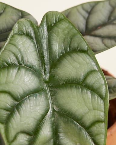 Alocasia Elefantenohr Silver Dragon
