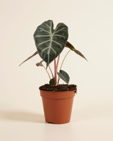 Alocasia Elefantenohr Pink Dragon