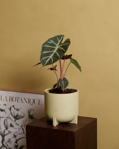 Alocasia Elefantenohr Pink Dragon