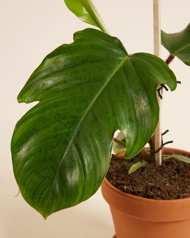 Philodendron Baumfreund Squamiferum
