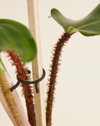 Philodendron Baumfreund Squamiferum