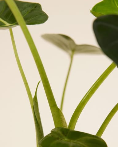 Alocasia Elefantenohr Frydek