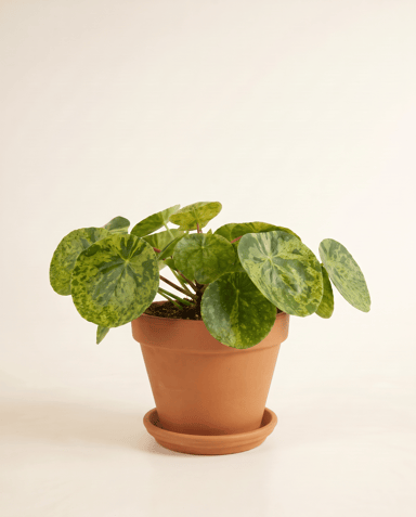 Pilea Peperomioides Pancake plant Mojito®