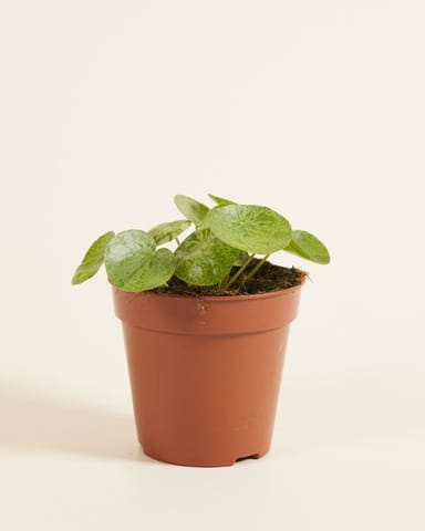 Pilea Peperomioides Ufopflanze Mojito®