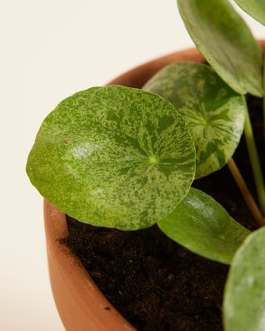 Pilea Peperomioides Ufopflanze Mojito®
