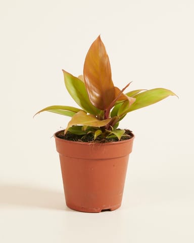 Philodendron Baumfreund Prince of Orange