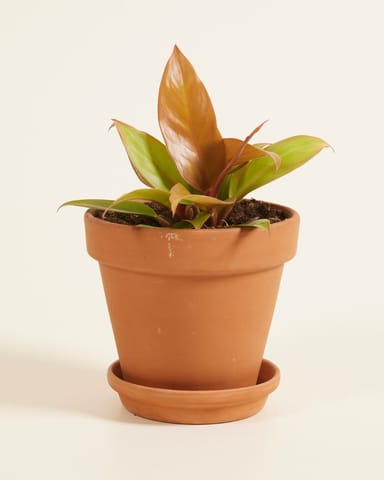 Philodendron Baumfreund Prince of Orange