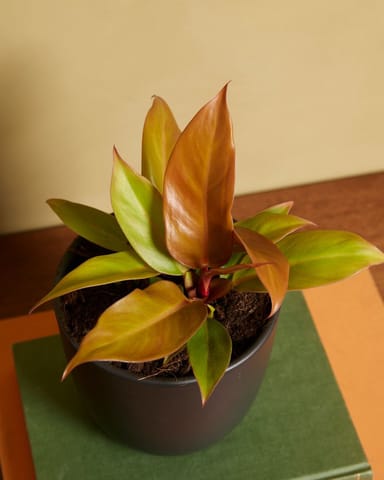 Philodendron Baumfreund Prince of Orange