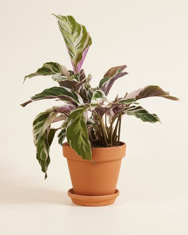 Calathea Pfeilwurze Stella