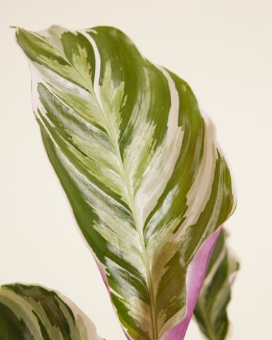 Calathea Pfeilwurze Stella