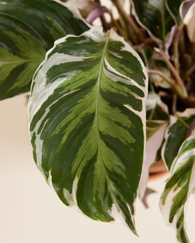 Calathea Pfeilwurze Stella