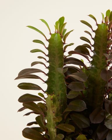 Euphorbia Wolfsmilch Rubra
