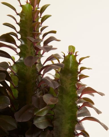 Euphorbia Wolfsmilch Rubra
