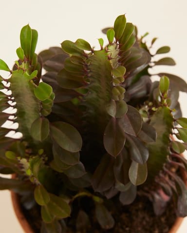 Euphorbia Wolfsmilch Rubra