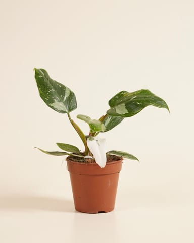 Philodendron Baumfreund White Princess