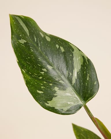 Philodendron Baumfreund White Princess