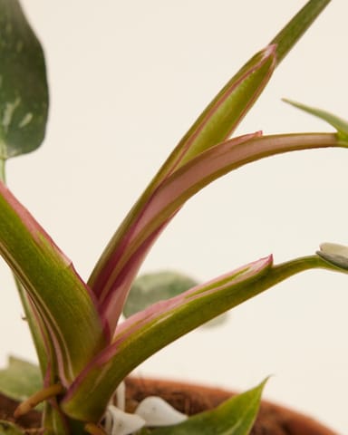 Philodendron Baumfreund White Princess
