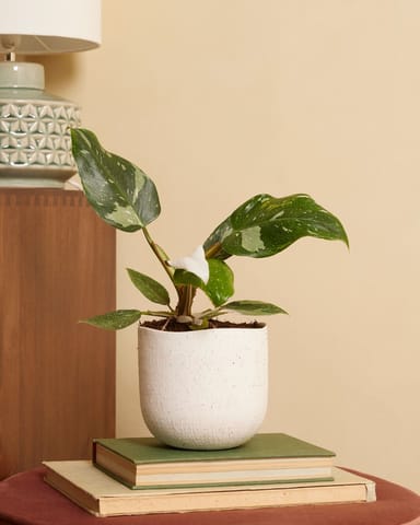 Philodendron Baumfreund White Princess