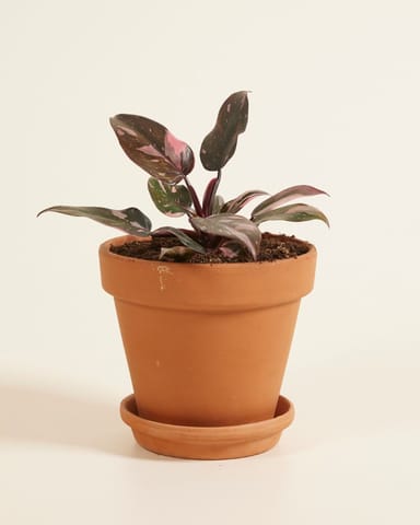 Philodendron Baumfreund Pink Princess