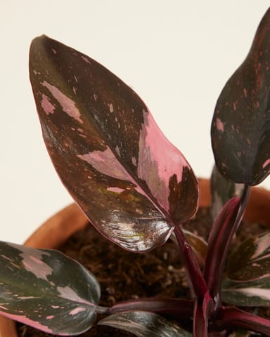 Philodendron Baumfreund Pink Princess