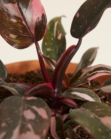 Philodendron Baumfreund Pink Princess