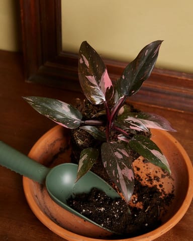 Philodendron Baumfreund Pink Princess