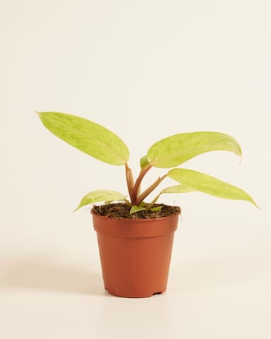 Philodendron Baumfreund Painted Lady