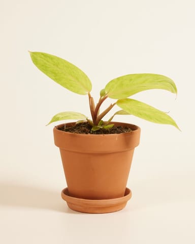 Philodendron Baumfreund Painted Lady