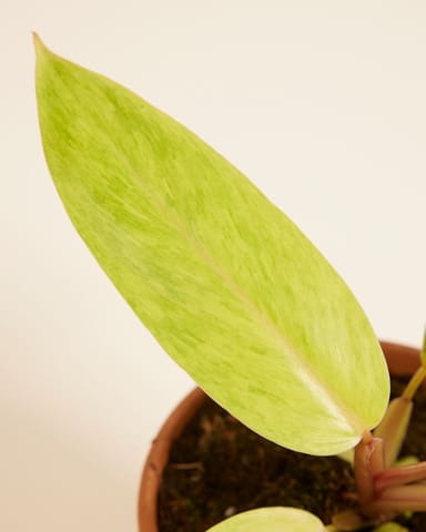 Philodendron Baumfreund Painted Lady