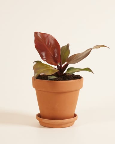 Philodendron Baumfreund McColley's Finale
