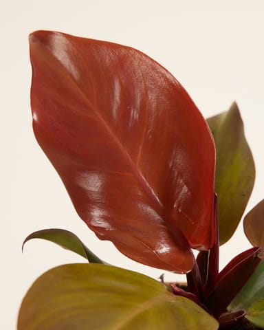 Philodendron Baumfreund McColley's Finale