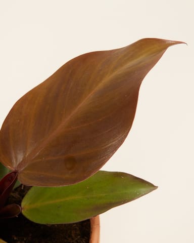 Philodendron Baumfreund McColley's Finale