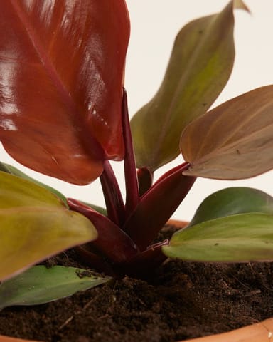 Philodendron Baumfreund McColley's Finale