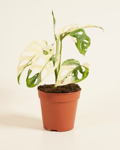 Monstera Fensterblatt Adansonii Variegated