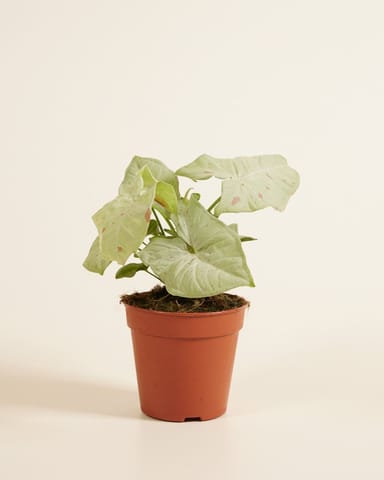 Syngonium Arrowhead Confetti