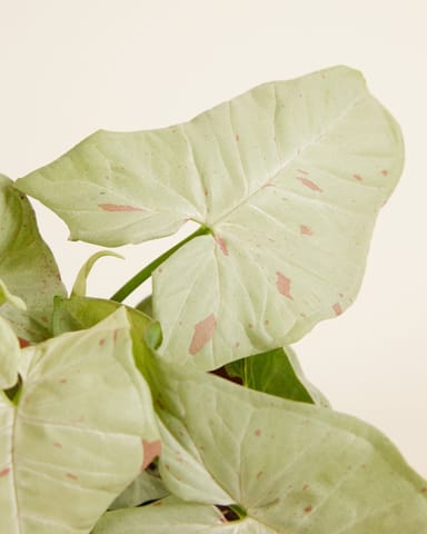 Syngonium Arrowhead Confetti