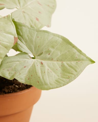 Syngonium Arrowhead Confetti