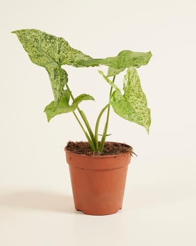 Syngonium Arrowhead Mottled