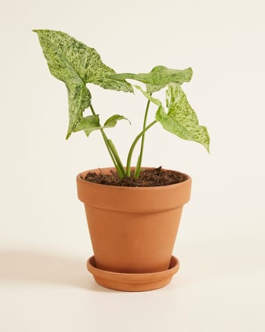 Syngonium Arrowhead Mottled