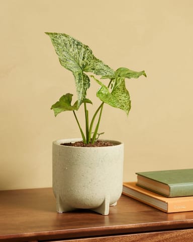 Syngonium Arrowhead Mottled